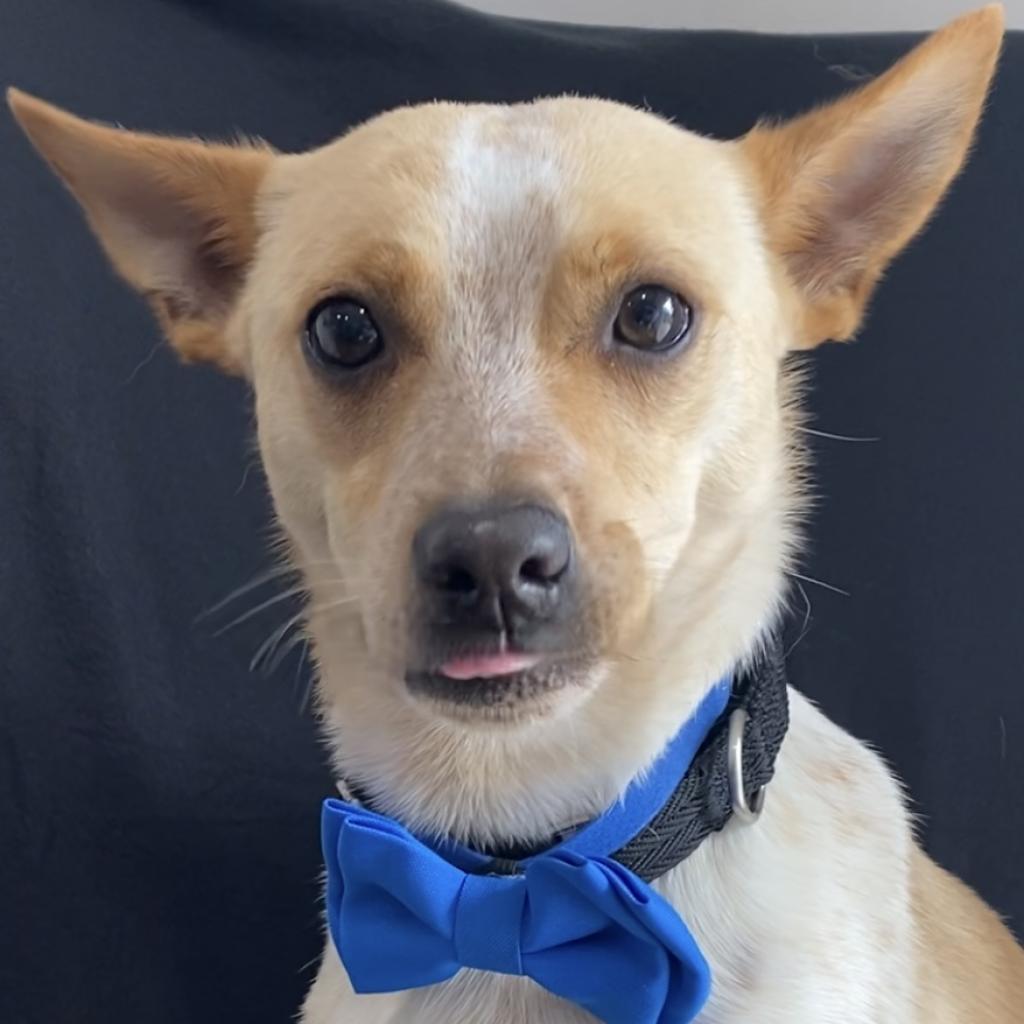 NELSON SCARLETT (WOODY), Adoptable, Adult Male Rat Terrier & Mountain Cur.