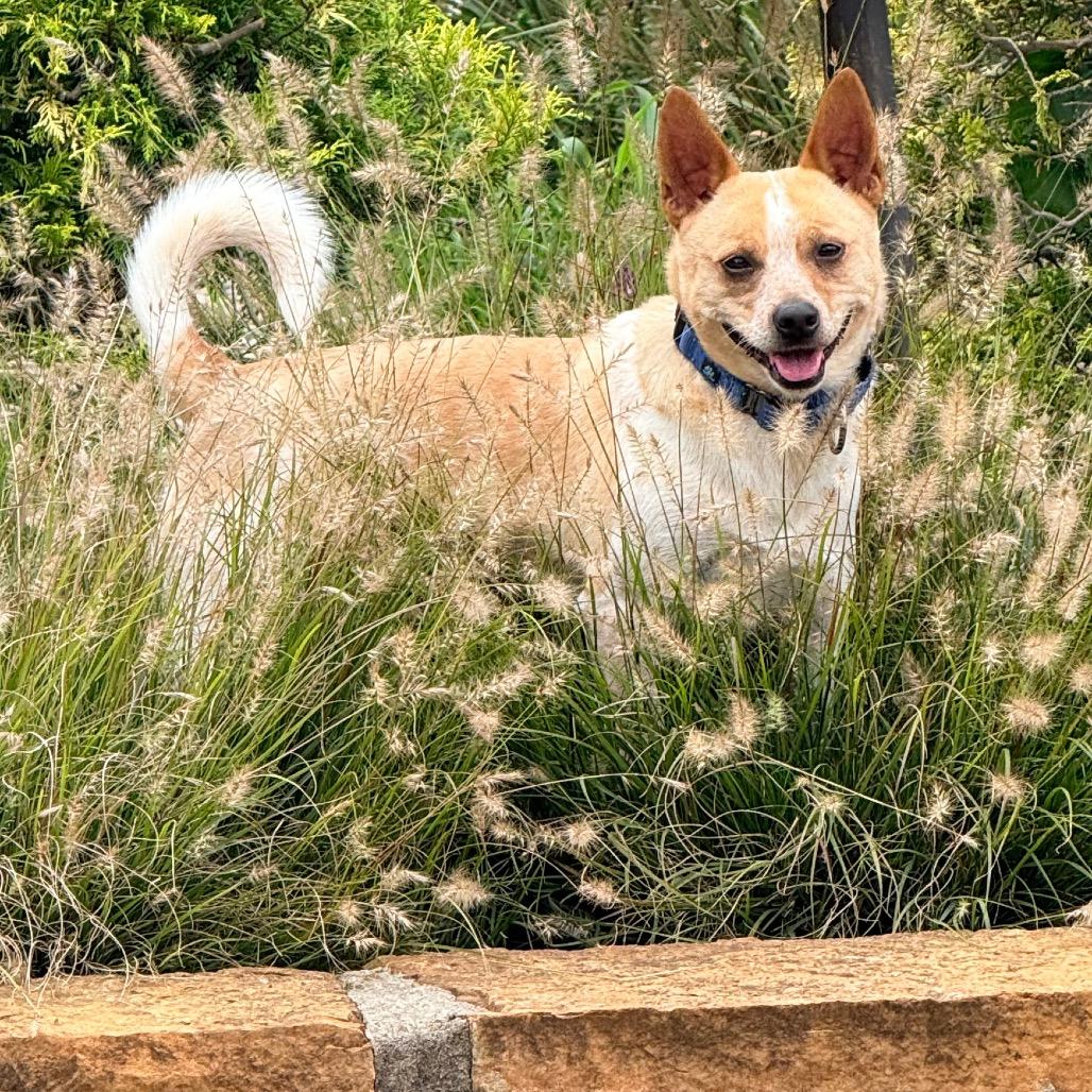 Enlarge NELSON SCARLETT (WOODY), a Adoptable mixed breed in Cincinnati, OH image 3/3