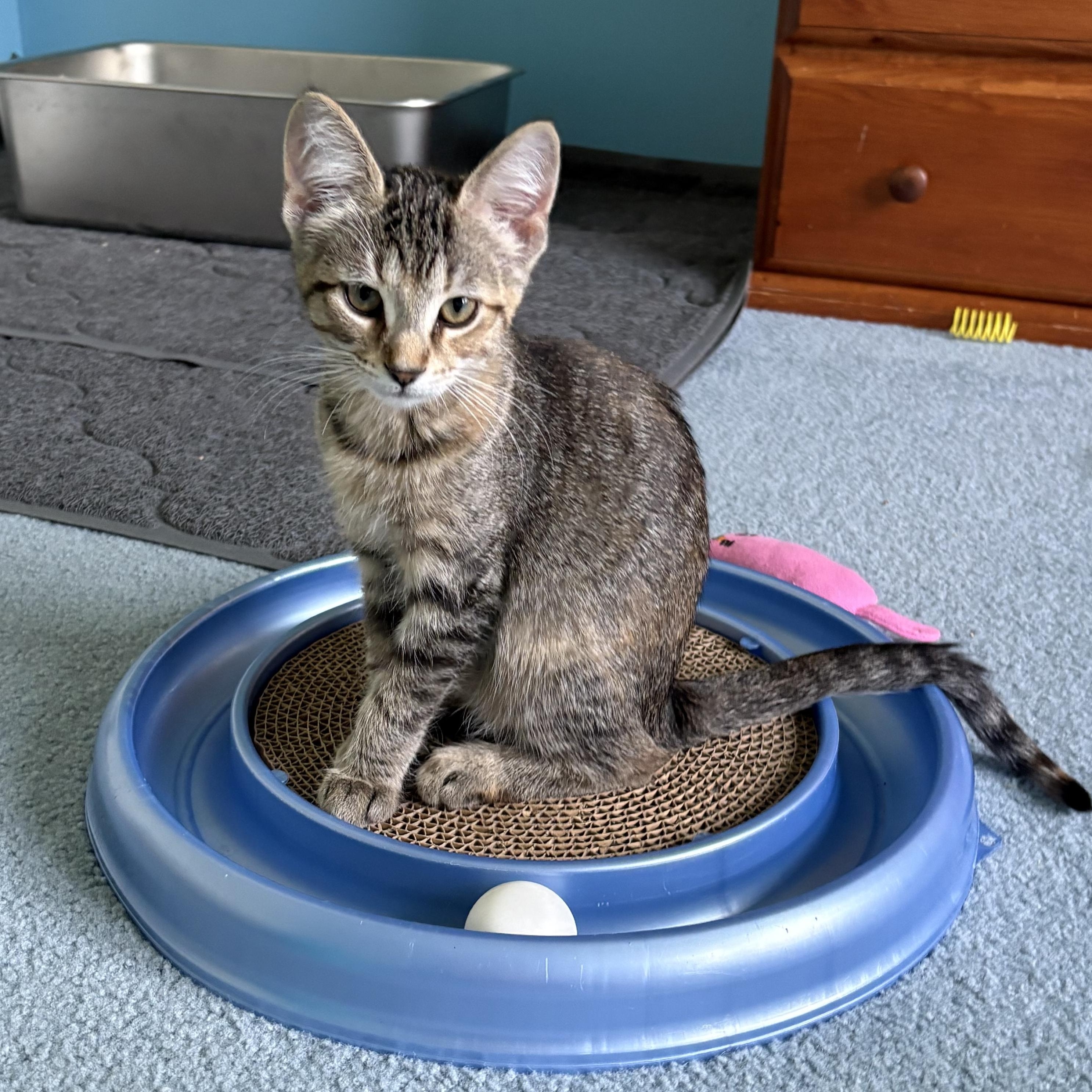 Jessie Jane, Adopted, Kitten Female Tabby.