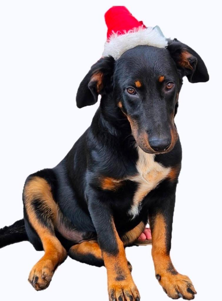 Jordan, Adoptable, Young Male Shepherd & Labrador Retriever.