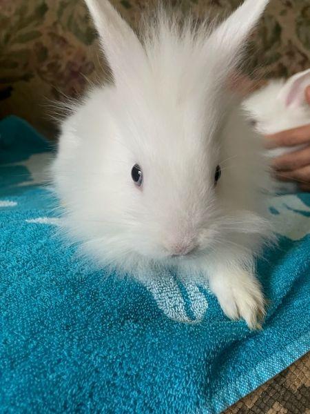 Angel, Adoptable, Baby Female Lionhead.