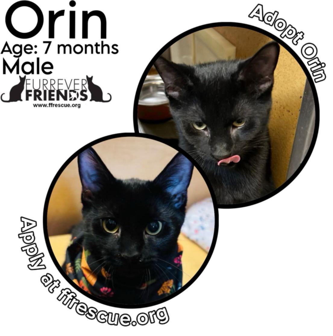 Enlarge Orin, a Adoptable Domestic Short Hair in Woodbury, NJ image 1/3