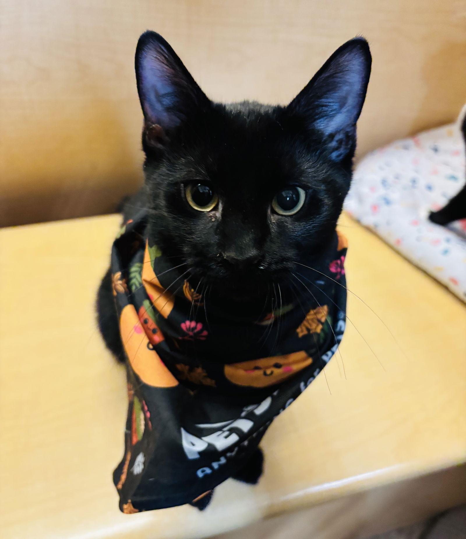 Enlarge Orin, a Adoptable Domestic Short Hair in Woodbury, NJ image 2/3