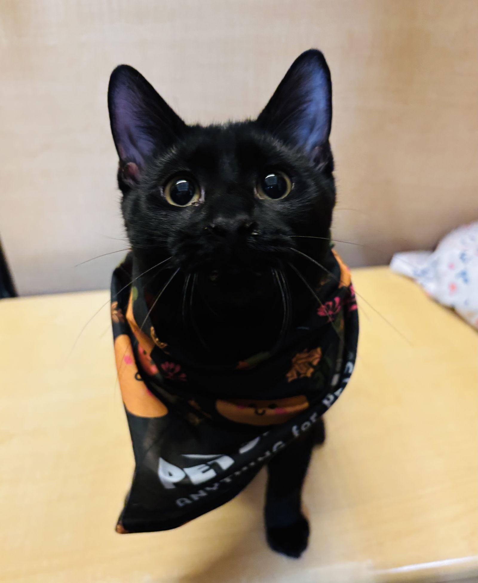 Enlarge Orin, a Adoptable Domestic Short Hair in Woodbury, NJ image 3/3