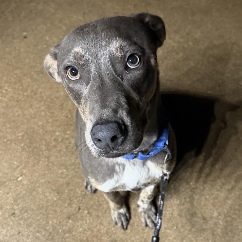 Enlarge Marvel, a Adoptable mixed breed in Waco, TX image 1/6