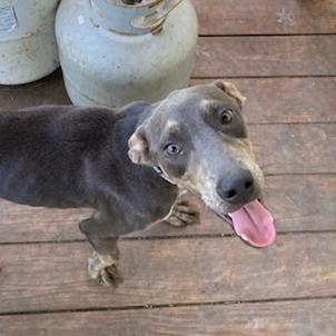 Enlarge Marvel, a Adoptable mixed breed in Waco, TX image 2/6