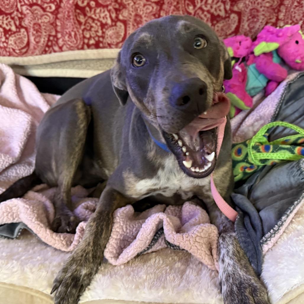 Enlarge Marvel, a Adoptable mixed breed in Waco, TX image 3/6