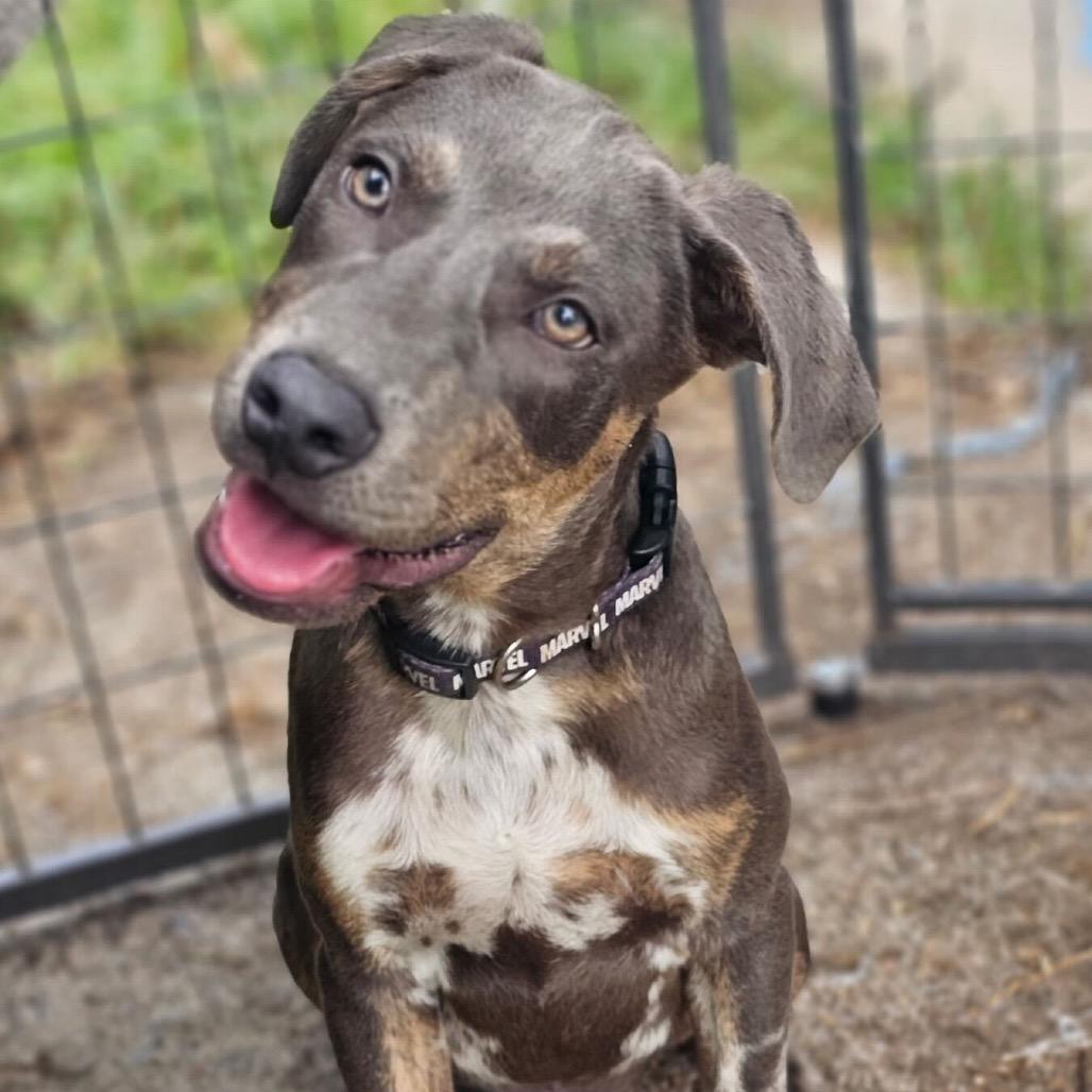 Enlarge Marvel, a Adoptable mixed breed in Waco, TX image 5/6