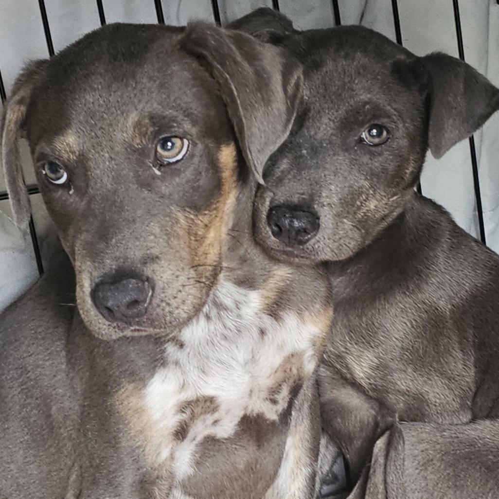 Enlarge Marvel, a Adoptable mixed breed in Waco, TX image 6/6