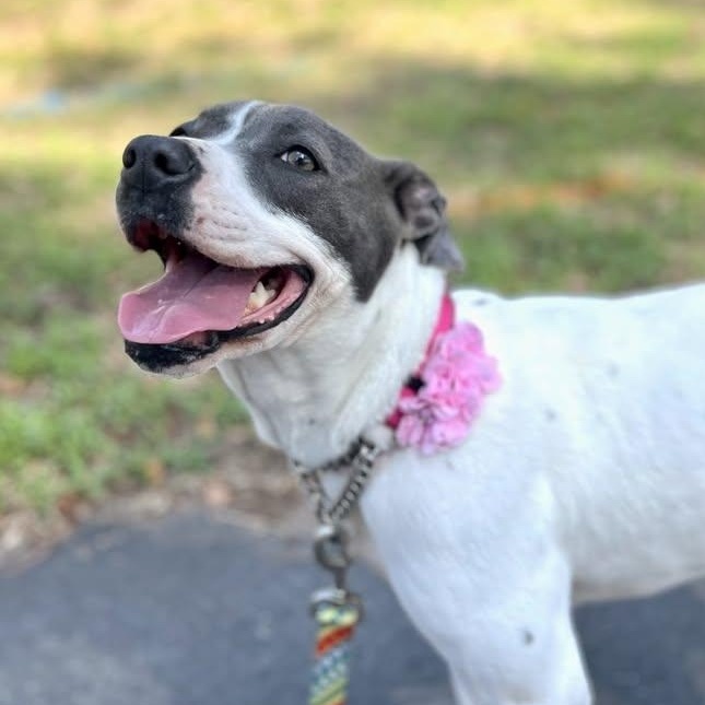 Winnie, Adoptable, Young Female Pit Bull Terrier.