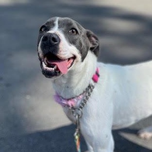 Enlarge Winnie, a Adoptable mixed breed in Ayden, NC image 2/6