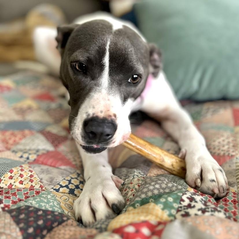 Enlarge Winnie, a Adoptable mixed breed in Ayden, NC image 6/6