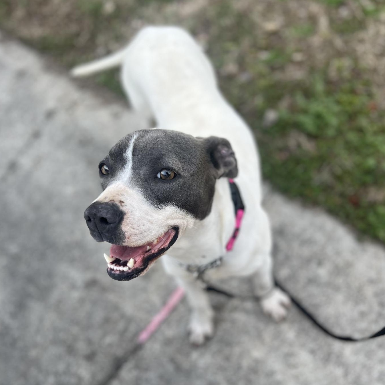 Enlarge Winnie, a Adoptable mixed breed in Ayden, NC image 5/6