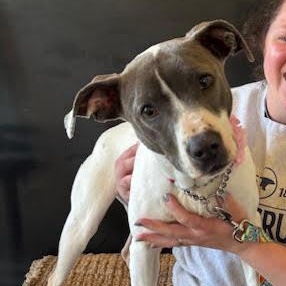 Enlarge Winnie, a Adoptable mixed breed in Ayden, NC image 4/6