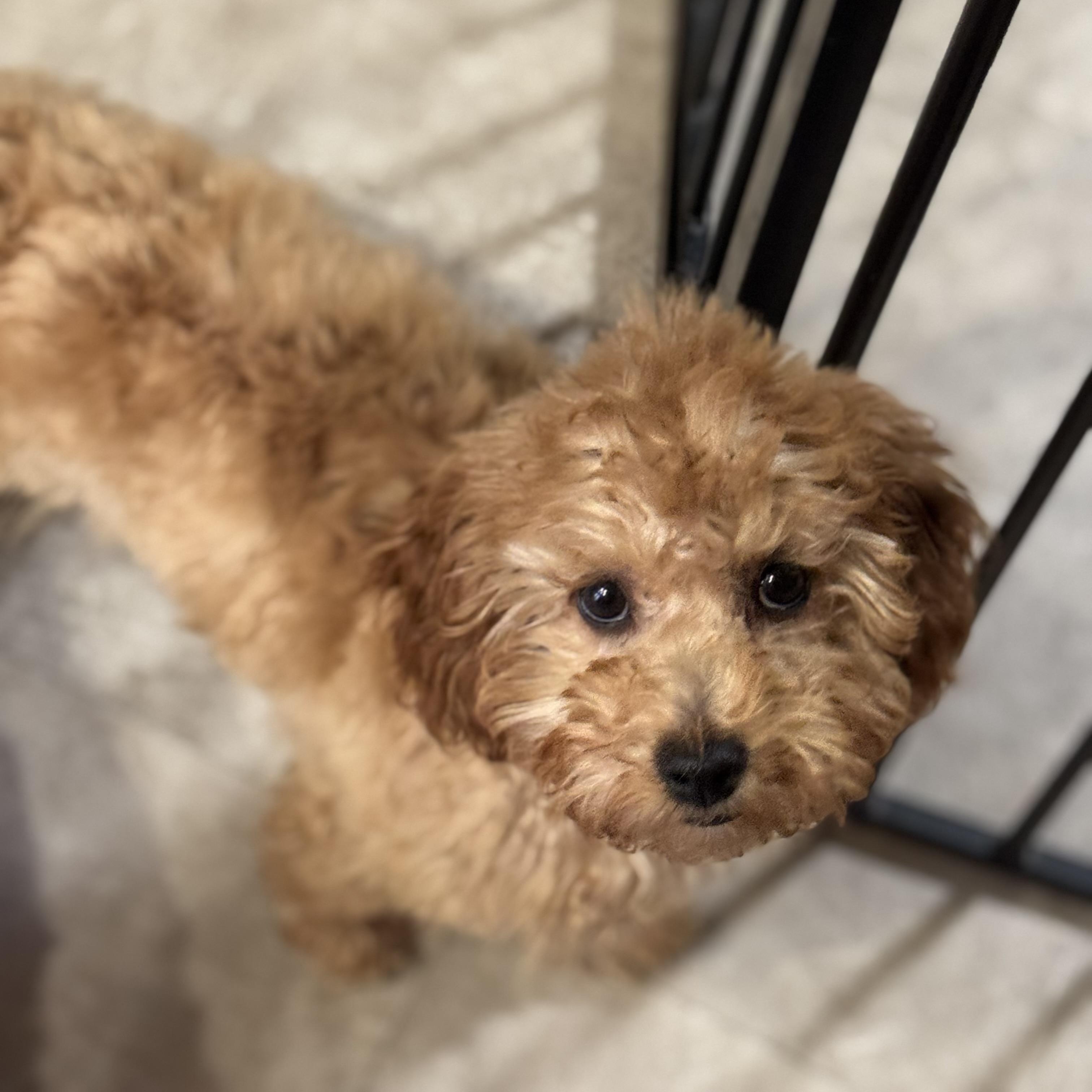 Clover, a Adopted Miniature Poodle in Marlton, NJ image 4/5