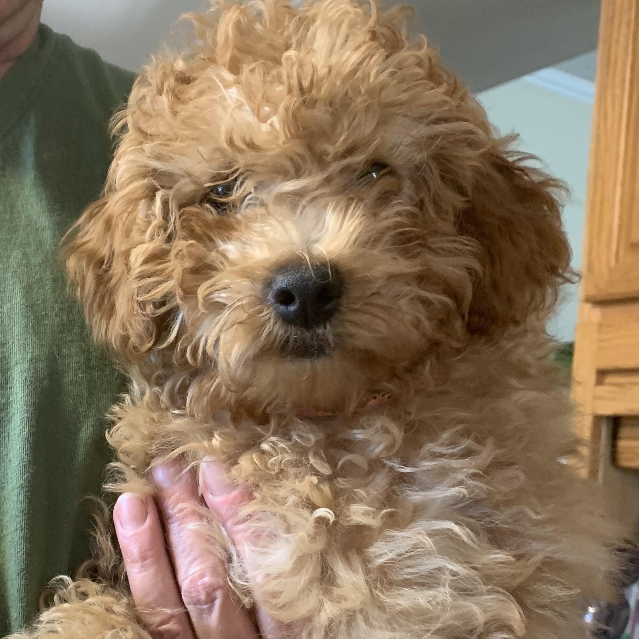 Clover, Adopted, Puppy Female Miniature Poodle.
