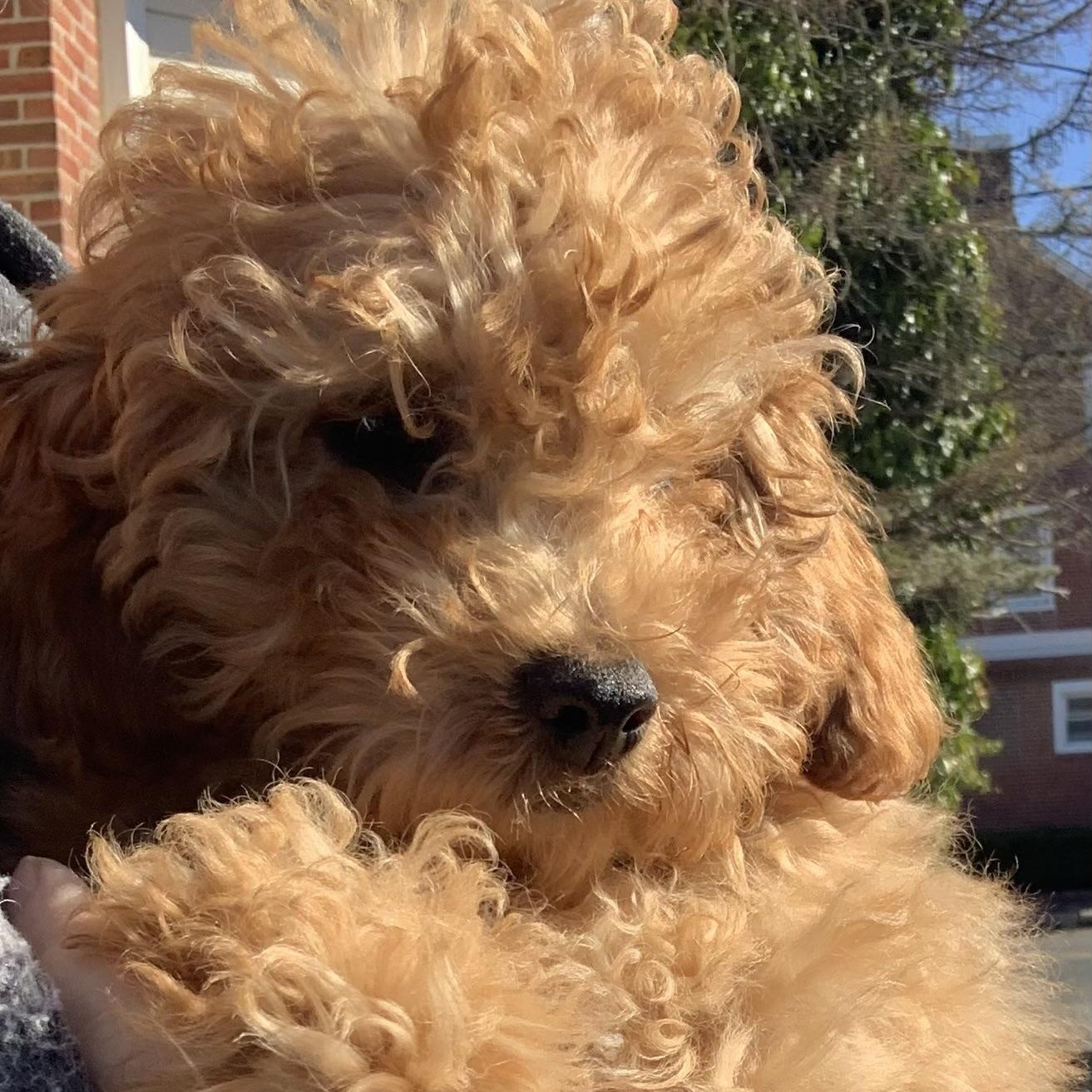 Clover, a Adopted Miniature Poodle in Marlton, NJ image 3/5