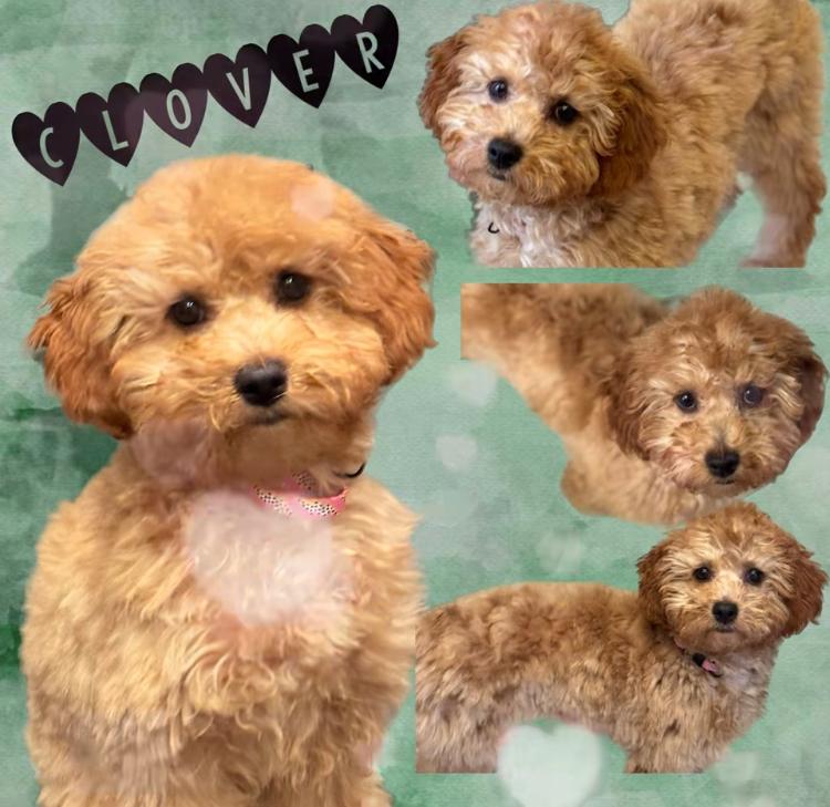 Clover, a Adopted Miniature Poodle in Marlton, NJ image 2/5