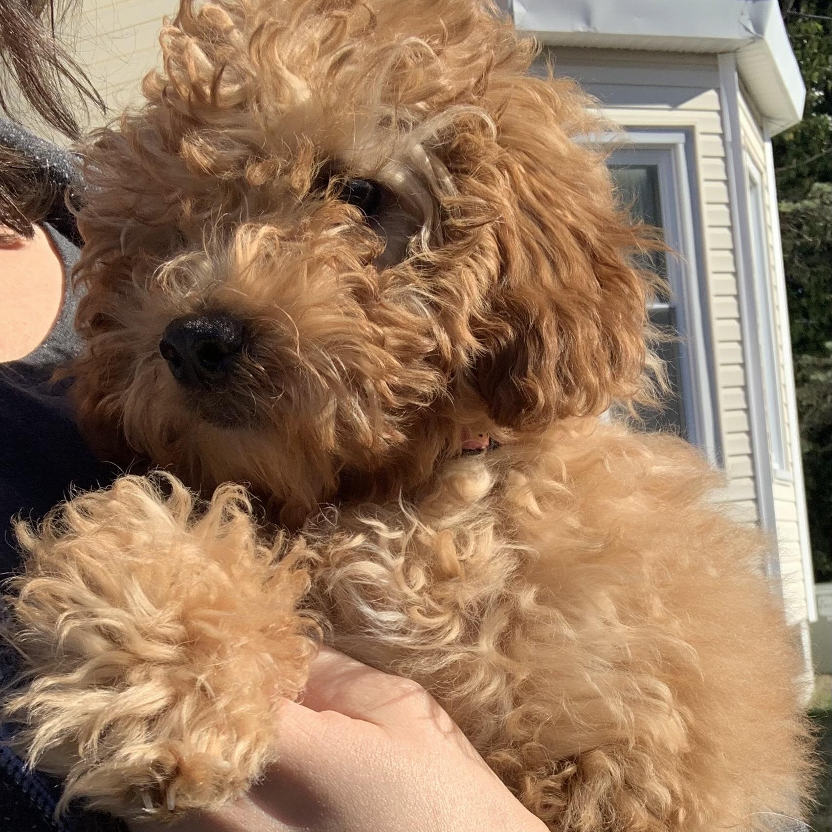 Clover, a Adopted Miniature Poodle in Marlton, NJ image 5/5