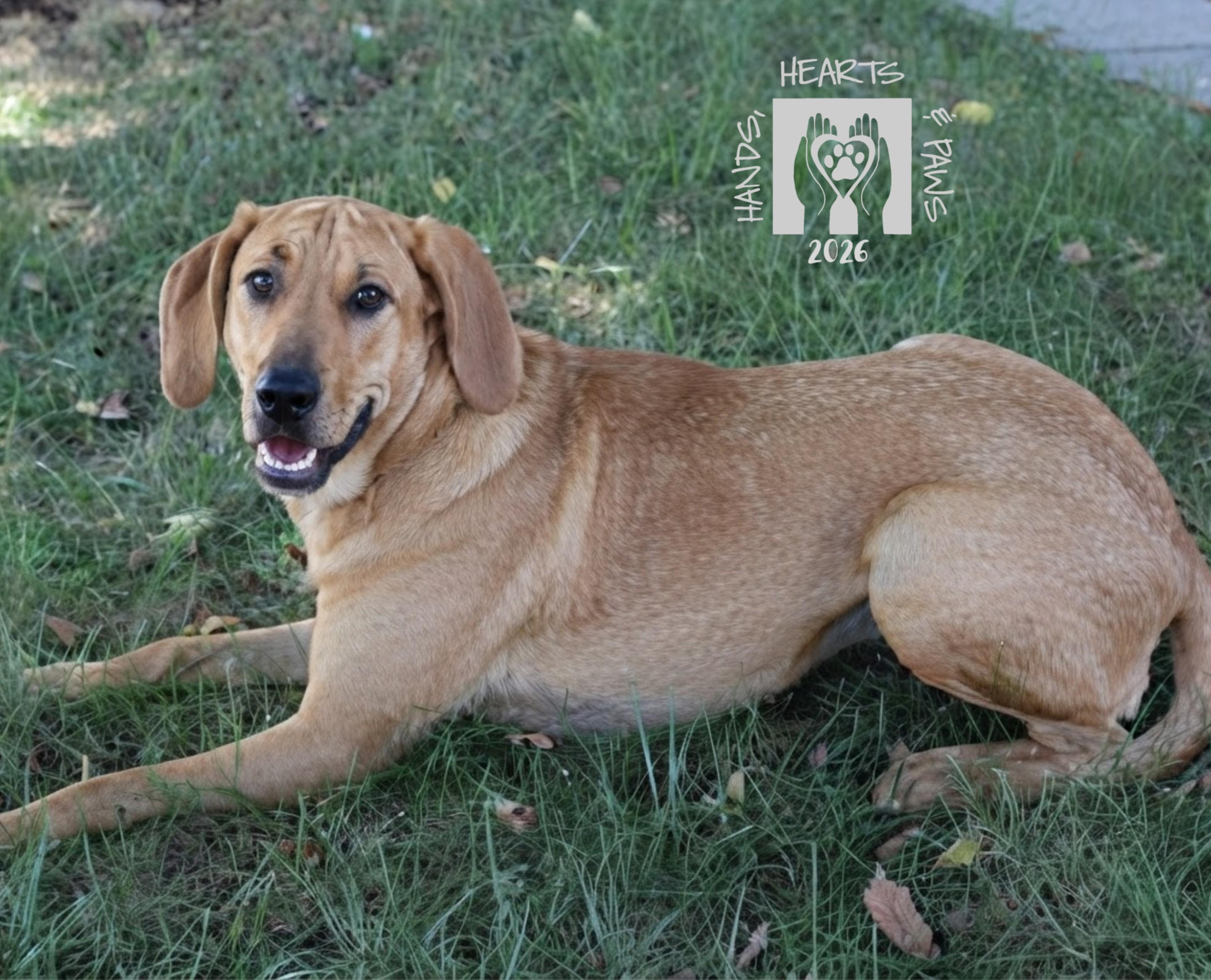 Enlarge Nakatomi, a Adoptable mixed breed in Omaha, NE image 5/6