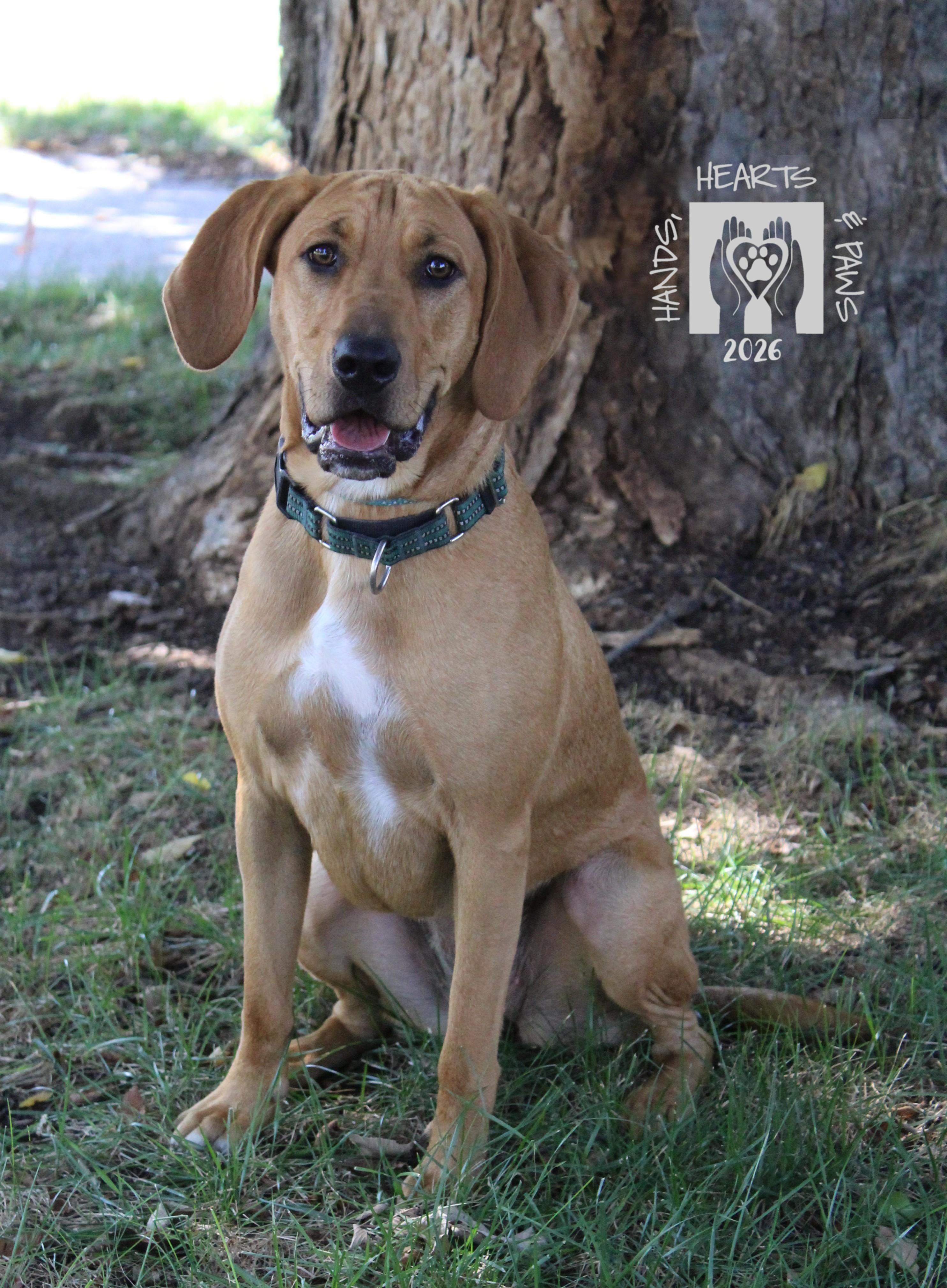 Enlarge Nakatomi, a Adoptable mixed breed in Omaha, NE image 1/6