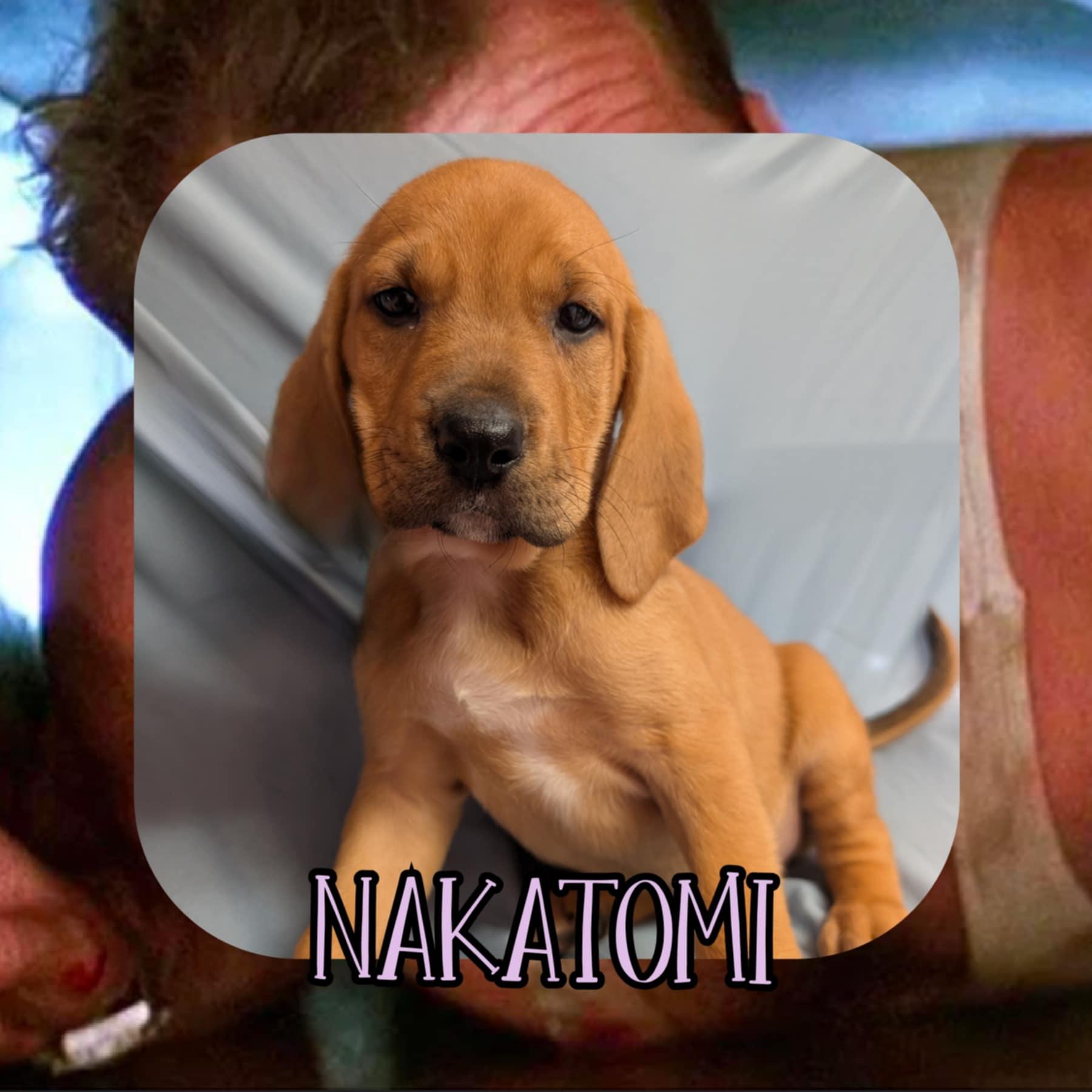 Enlarge Nakatomi, a Adoptable mixed breed in Omaha, NE image 3/6