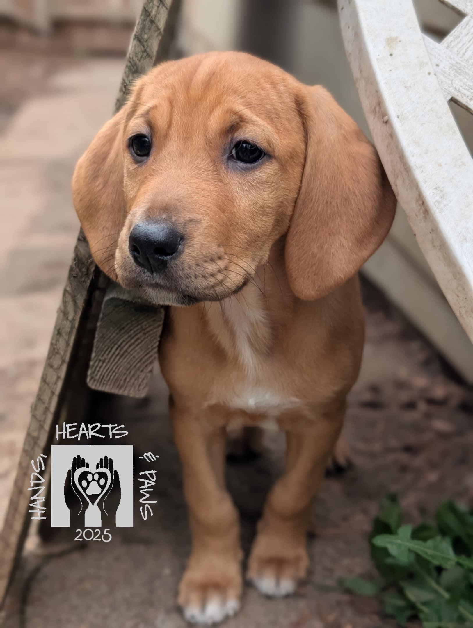 Enlarge Nakatomi, a Adoptable mixed breed in Omaha, NE image 2/6