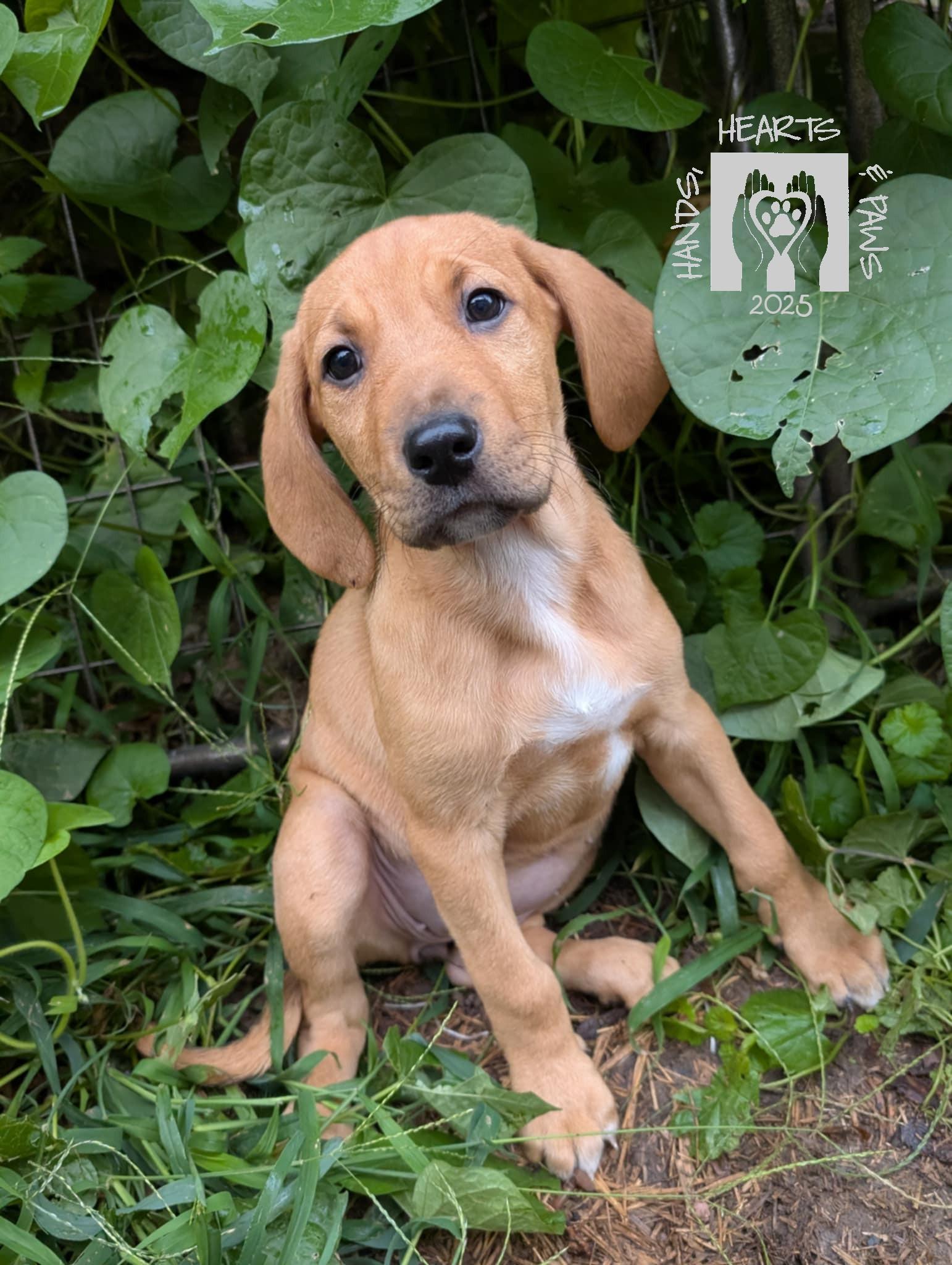 Enlarge Nakatomi, a Adoptable mixed breed in Omaha, NE image 4/6