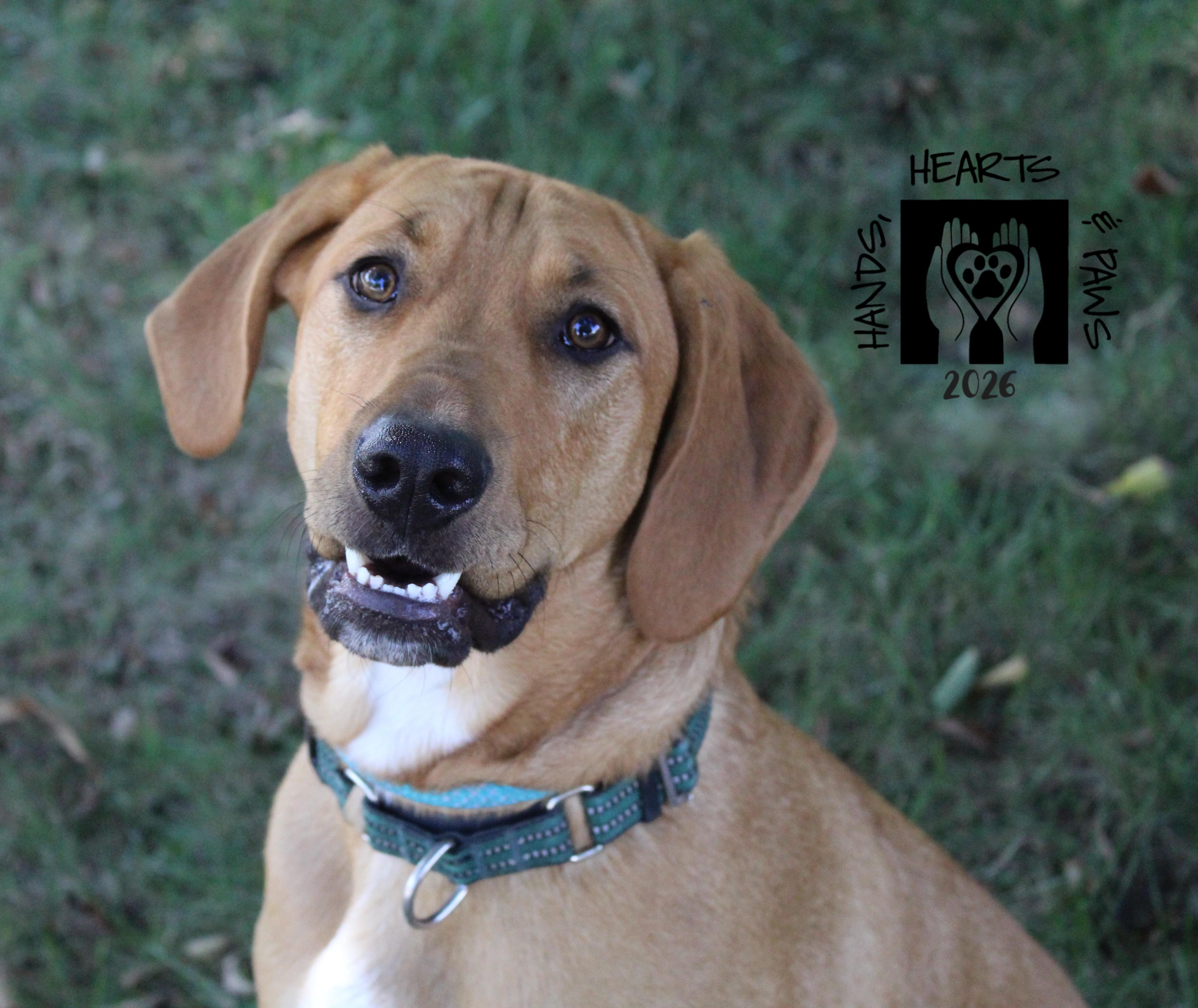 Enlarge Nakatomi, a Adoptable mixed breed in Omaha, NE image 6/6