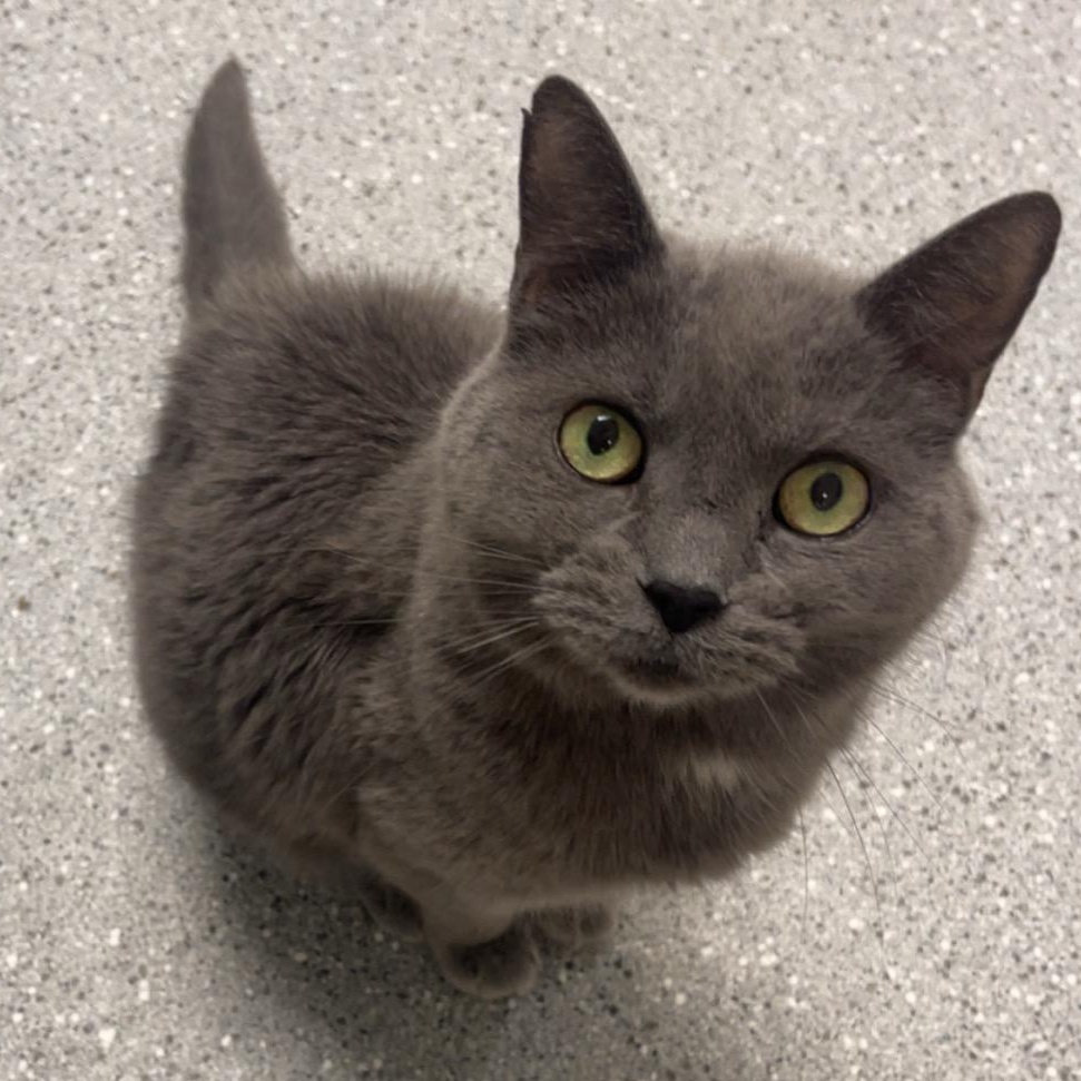 Luna, a Adoptable Domestic Short Hair in Indiana, PA image 1/2