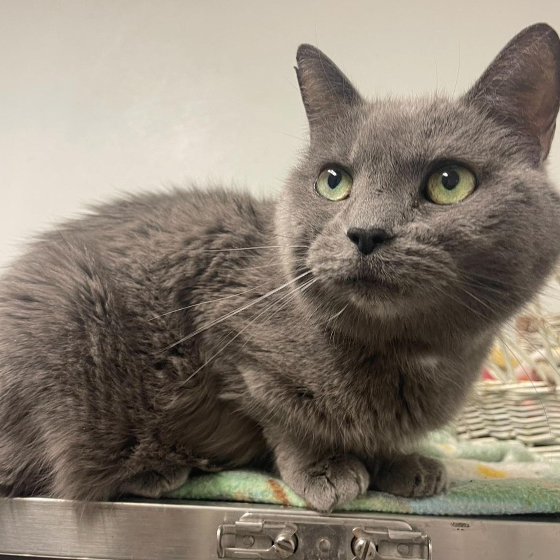 Luna, a Adoptable Domestic Short Hair in Indiana, PA image 2/2