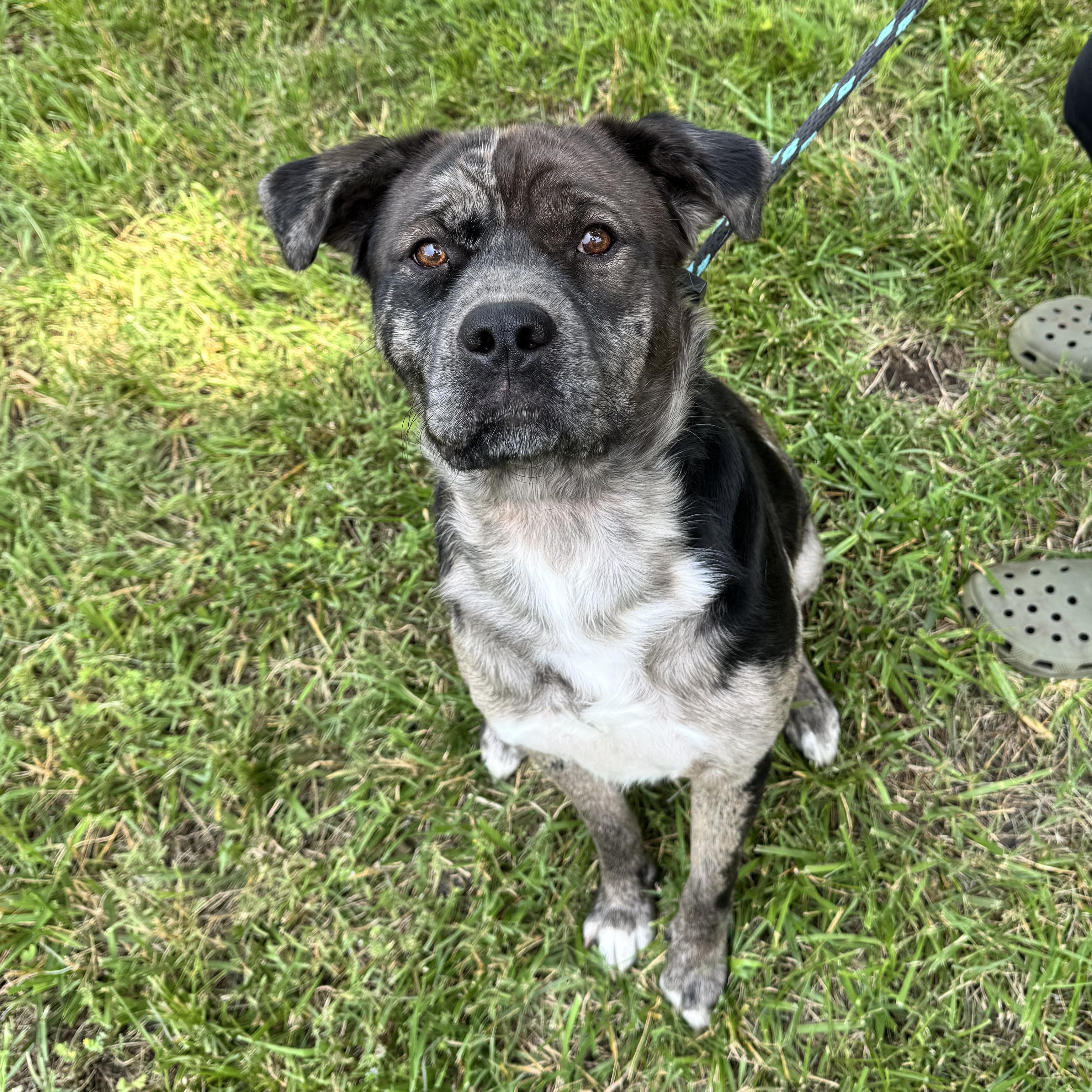 Camo, Adult Male Catahoula Leopard Dog