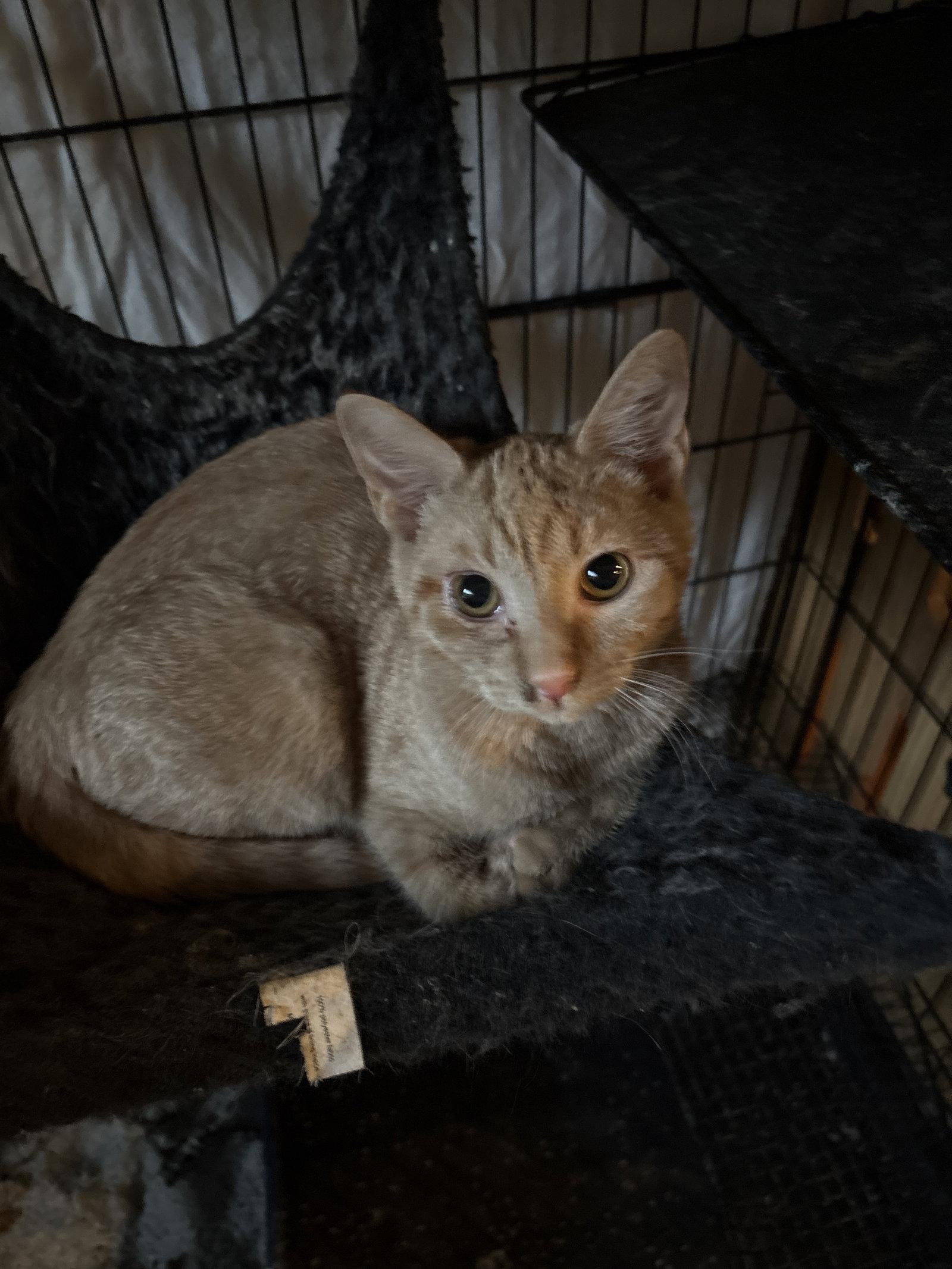 Annie ( th), Adoptable, Kitten Female Domestic Short Hair.