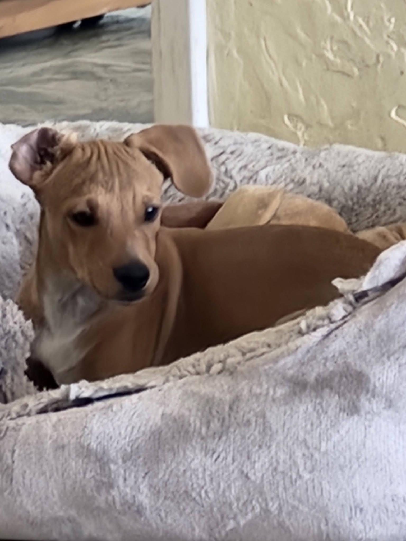 Enlarge Dipper, a ADOPTABLE mixed breed in Livermore, CA image 4/4