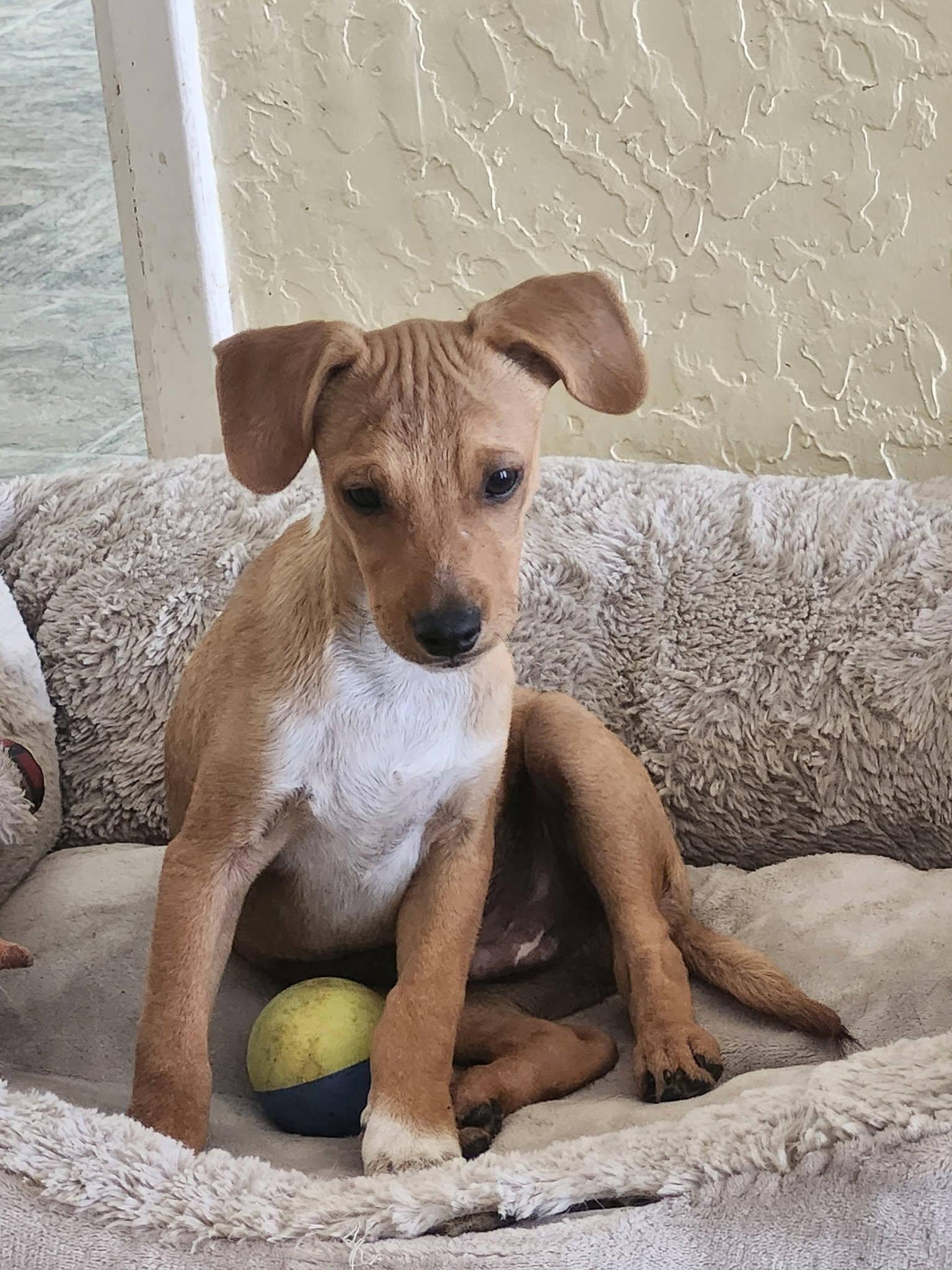 Dipper, ADOPTABLE, Puppy Male Terrier & Basenji.
