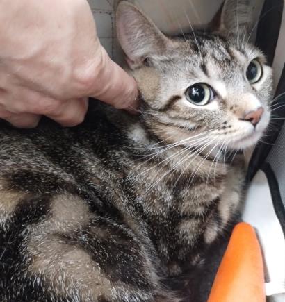 MILES, Adoptable, Young Male Domestic Short Hair.