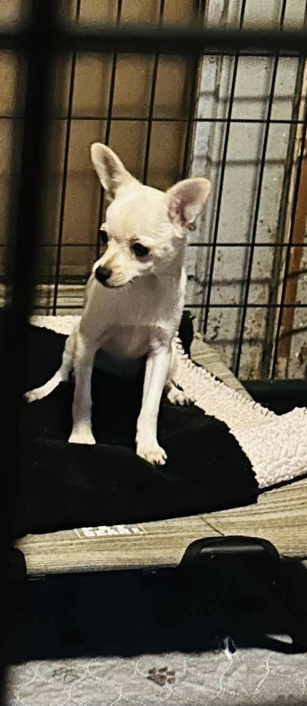 Enlarge Kyara, a Adoptable Chihuahua in Virginia Beach, VA image 1/3