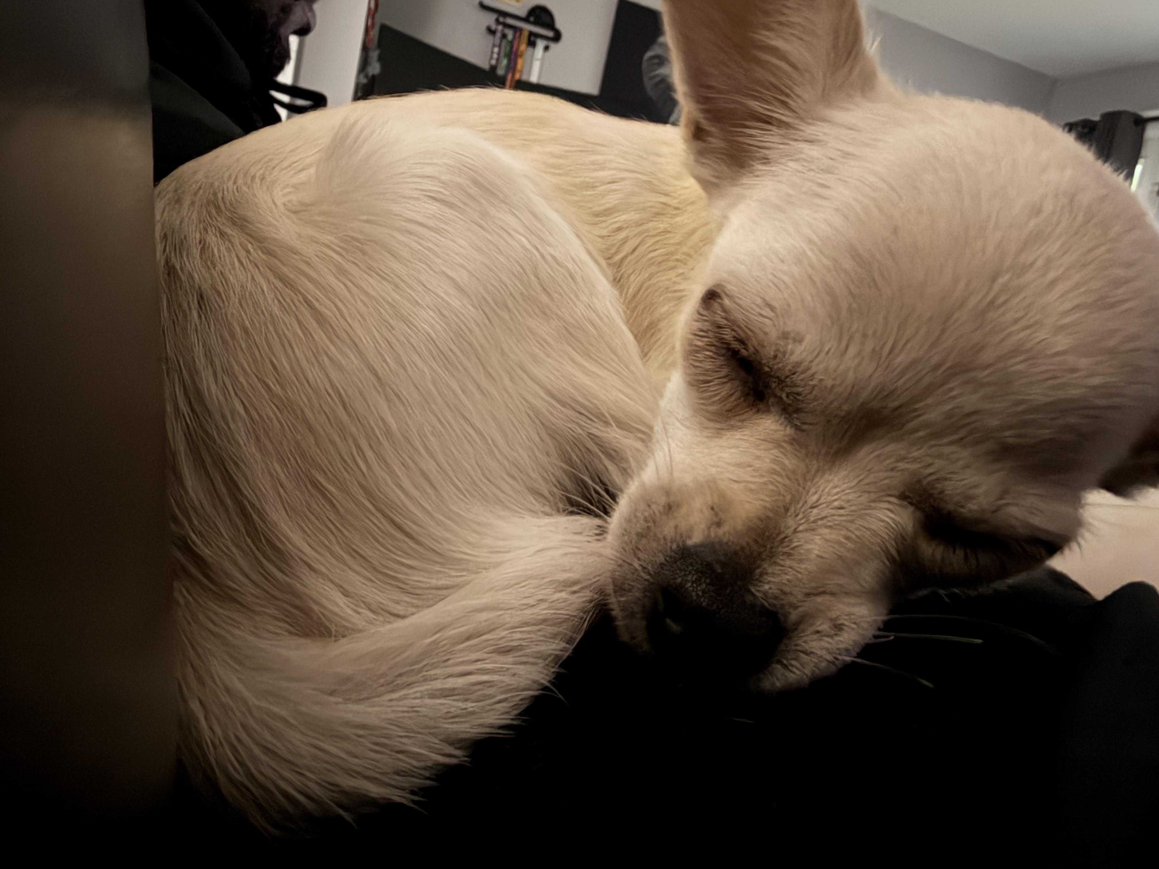 Enlarge Kyara, a Adoptable Chihuahua in Virginia Beach, VA image 2/3