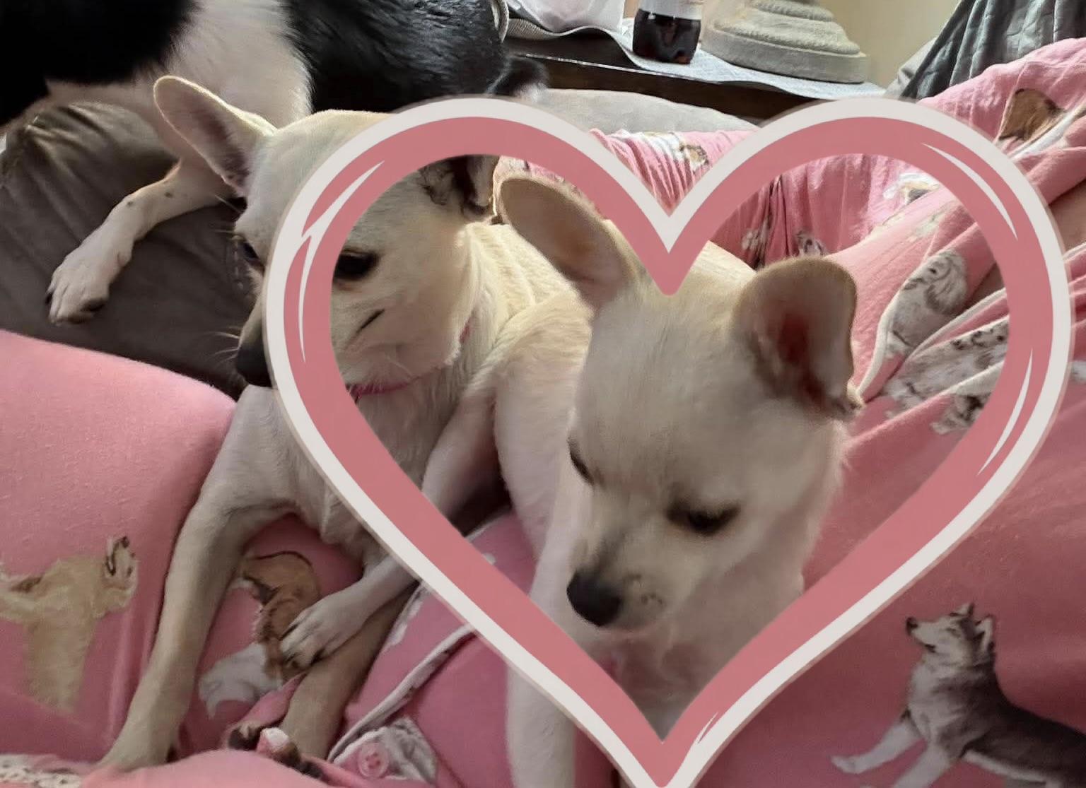 Enlarge Kyara, a Adoptable Chihuahua in Virginia Beach, VA image 3/3