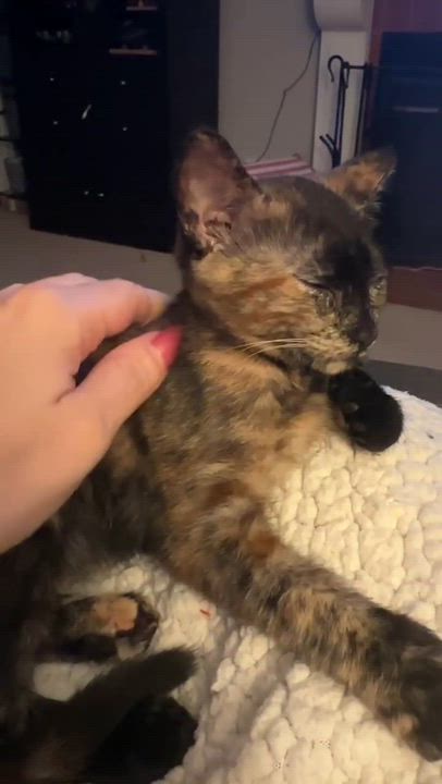 Enlarge Chloe, a Adoptable mixed breed in san francisco, CA video 6/6