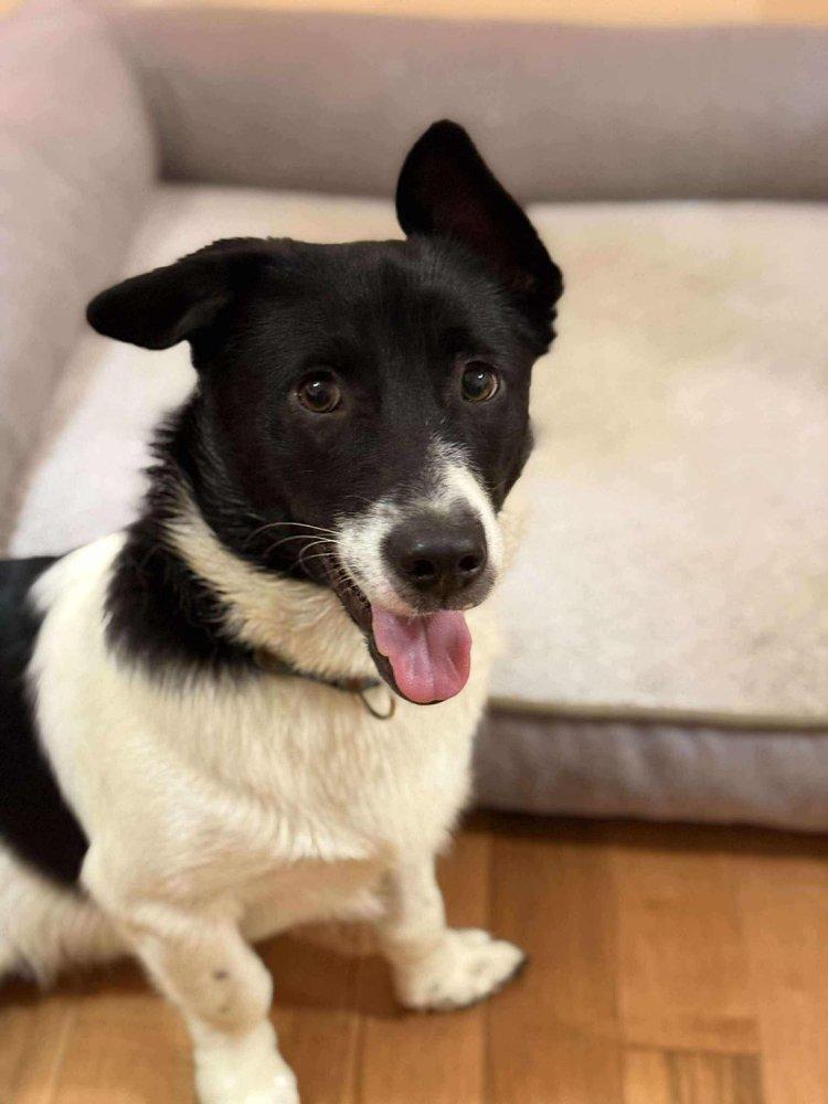Snoopy, Young Male Canaan Dog