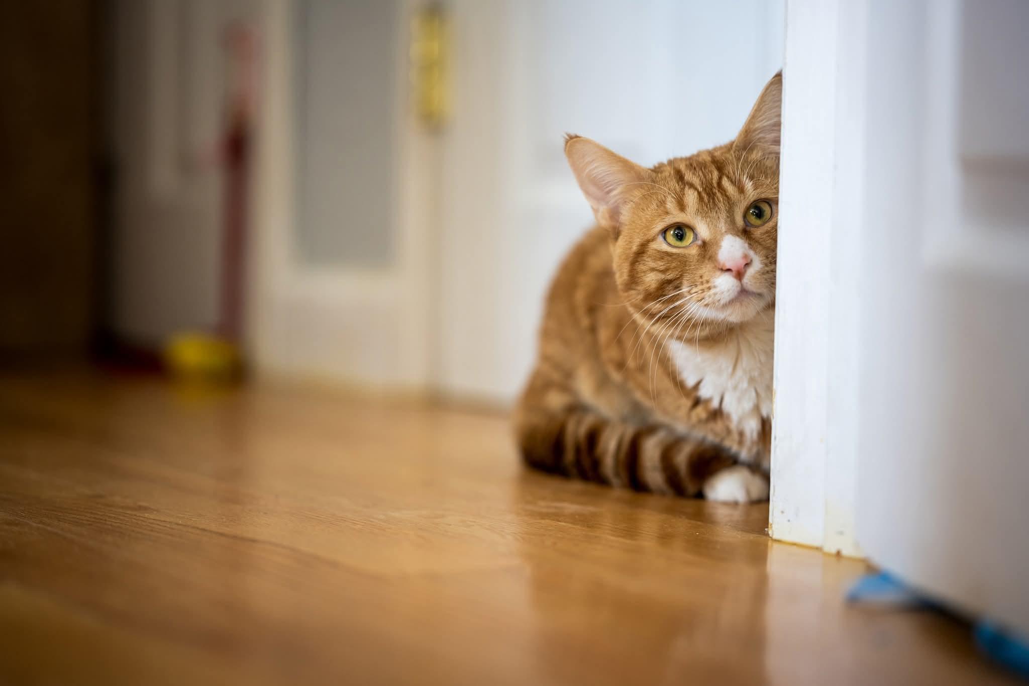 Enlarge Luffy , an adopted Domestic Short Hair in HANSON, MA image 1/2