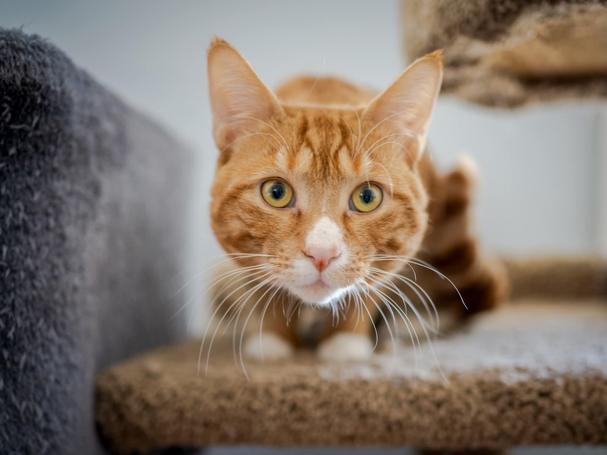 Enlarge Luffy , an adopted Domestic Short Hair in HANSON, MA image 2/2