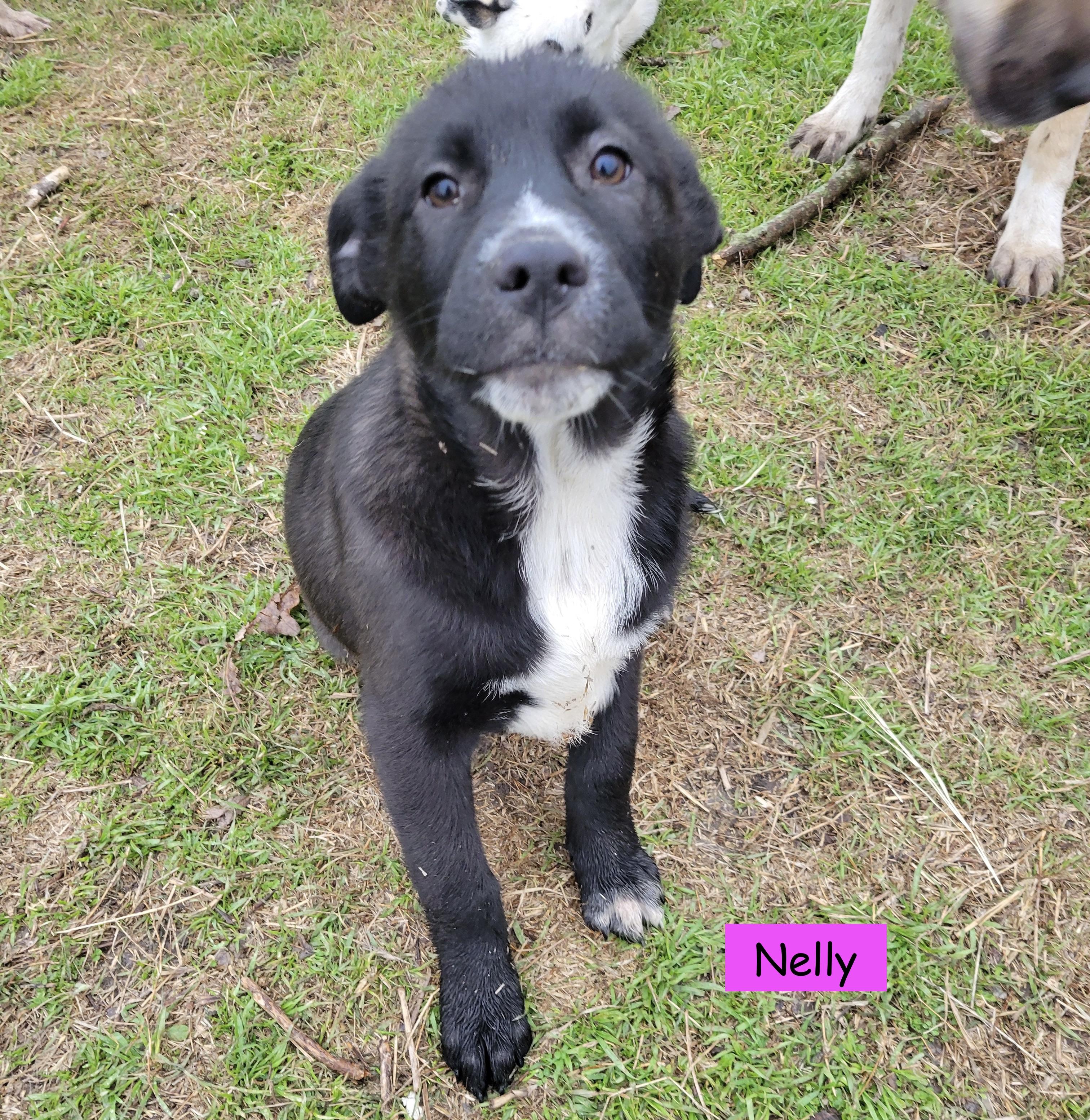Nelly 2