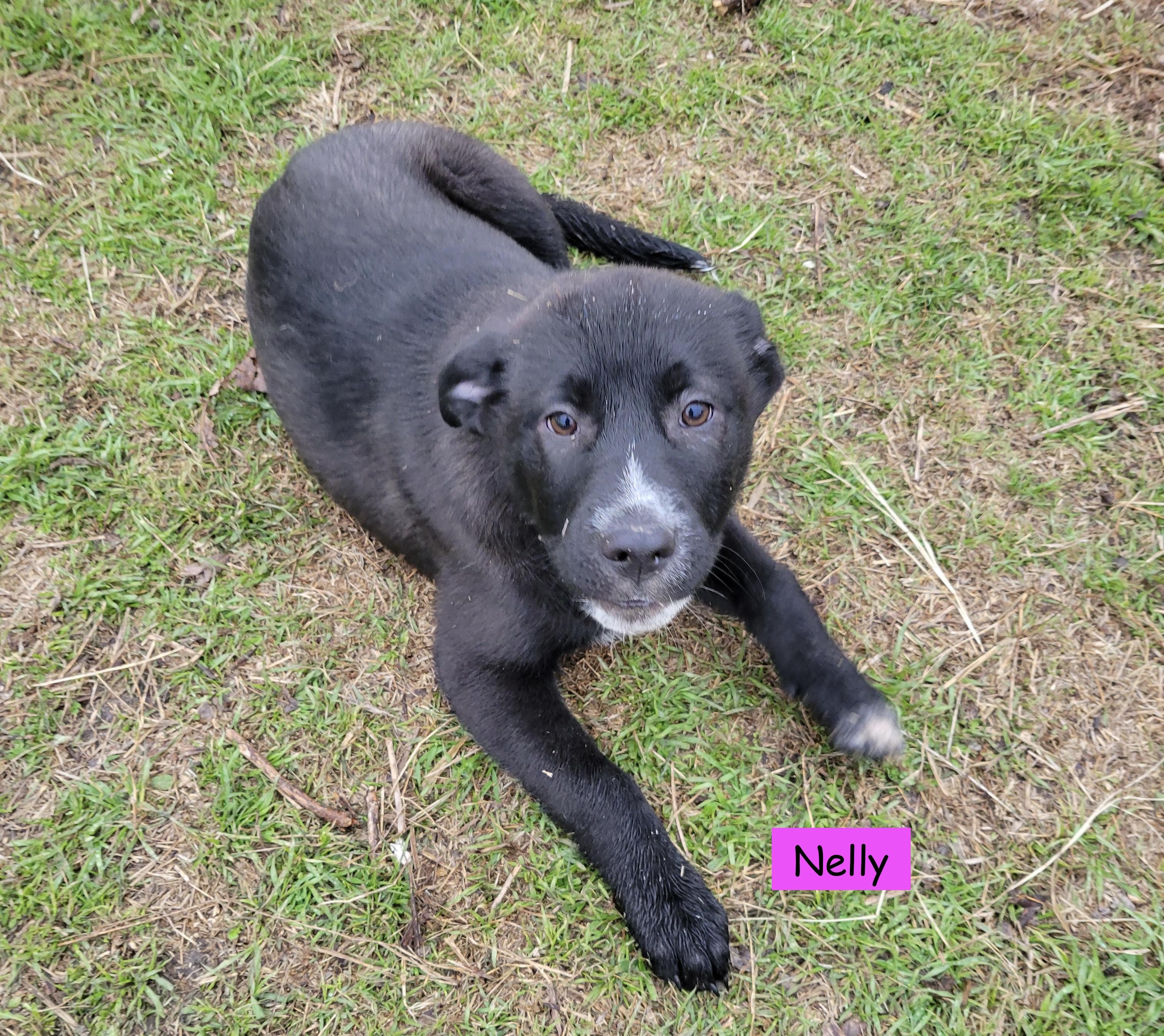 Nelly 3
