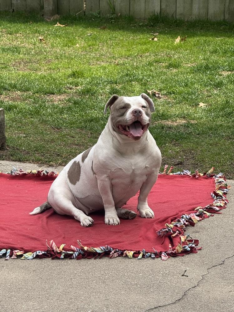 Mila, Adopted, Adult Female Retriever & Pit Bull Terrier.