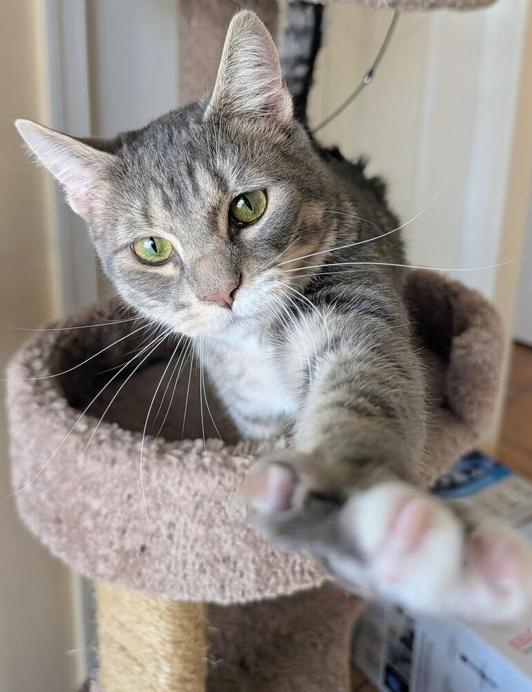 Wolfman Jack, a Adoptable Domestic Short Hair in Louisa, VA image 2/6