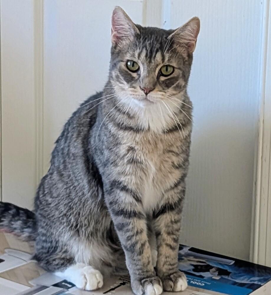 Enlarge Wolfman Jack, a Adoptable Domestic Short Hair in Louisa, VA image 3/5