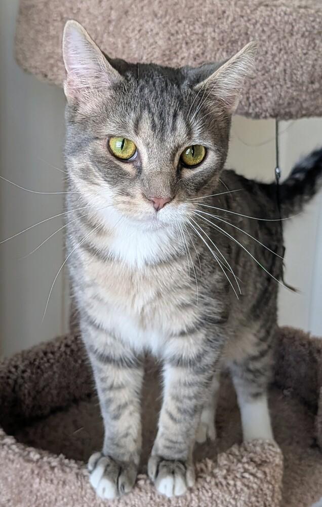 Wolfman Jack, Adoptable, Kitten Male Domestic Short Hair.