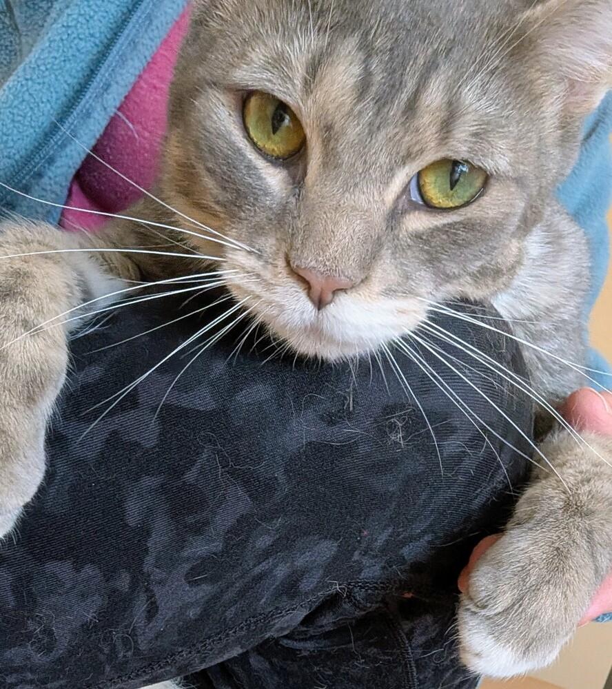 Wolfman Jack, a Adoptable Domestic Short Hair in Louisa, VA image 5/6